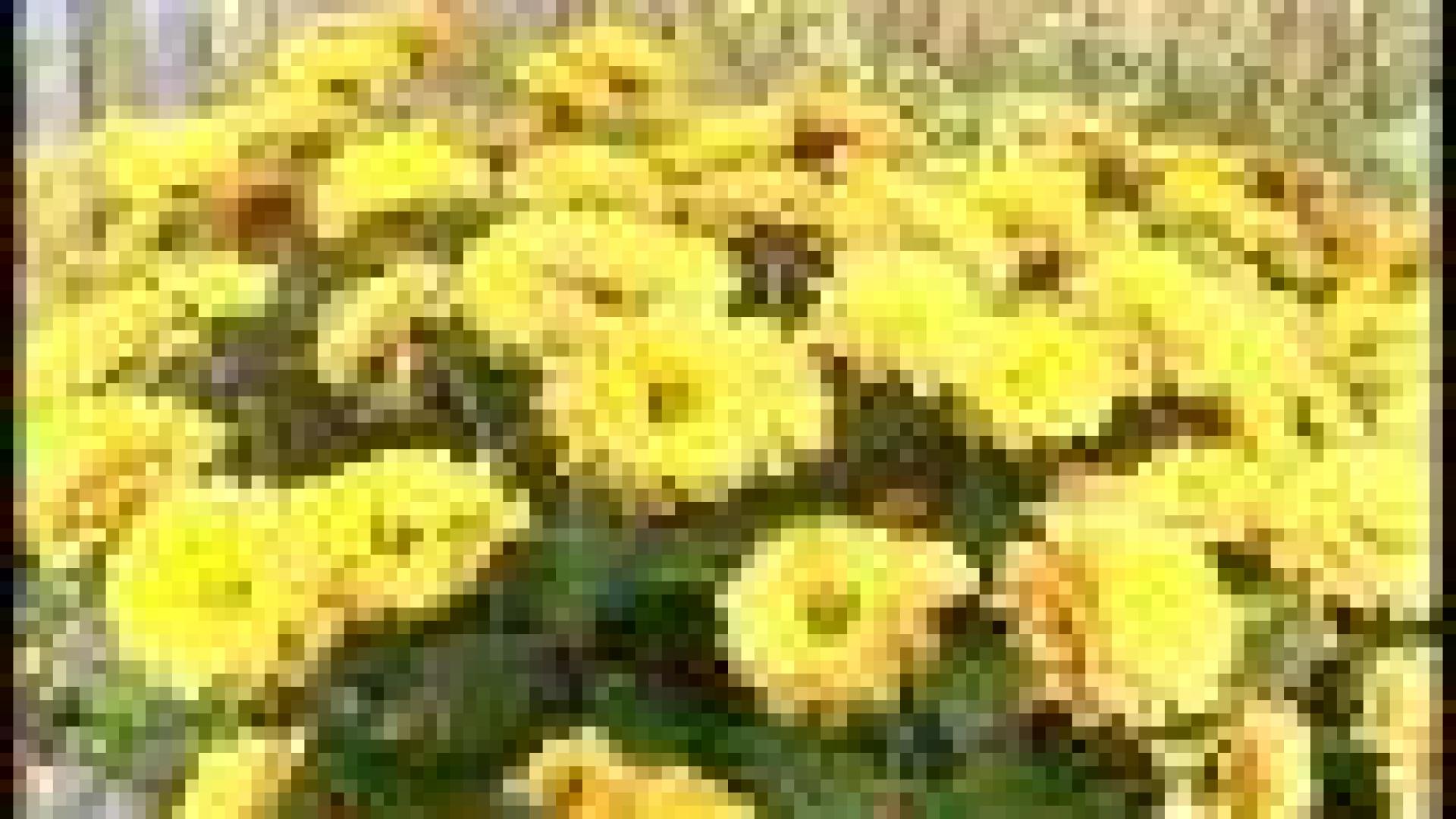 Hortidécouvertes ce dimanche 